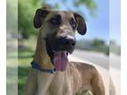 German Shepherd Dog-Great Dane Mix DOG FOR ADOPTION RGADN-1345092 - DUKE - Great