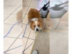 Pembroke Welsh Corgi Mix DOG FOR ADOPTION RGADN-1345093 - Joey - Corgi / Mixed