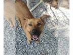 Chow Chow-German Shepherd Dog Mix DOG FOR ADOPTION RGADN-1345097 - Que - German