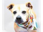 Labrador Retriever Mix DOG FOR ADOPTION RGADN-1345100 - CALI - Labrador