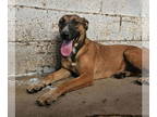 German Shepherd Dog Mix DOG FOR ADOPTION RGADN-1345111 - Cheesecake - German