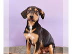 Sheprador DOG FOR ADOPTION RGADN-1345139 - Oh Paw-lease - Grazie - Labrador
