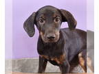 Australian Shepherd-Rottweiler Mix DOG FOR ADOPTION RGADN-1345140 - Oh Paw-lease