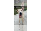 Labrador Retriever Mix DOG FOR ADOPTION RGADN-1345141 - Stu - Labrador Retriever