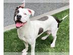 American Pit Bull Terrier DOG FOR ADOPTION RGADN-1345179 - DOLLY - Pit Bull