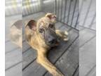 Mastiff-Saint Bernard Mix DOG FOR ADOPTION RGADN-1345183 - Reeses Puffs - CL -