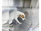 Great Pyrenees Mix DOG FOR ADOPTION RGADN-1345188 - BONNIE - Great Pyrenees /