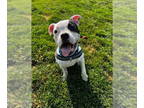 Boxer Mix DOG FOR ADOPTION RGADN-1345195 - Poppy - Boxer / Terrier / Mixed Dog