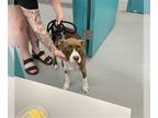 American Pit Bull Terrier-Cocker Spaniel Mix DOG FOR ADOPTION RGADN-1345198 -