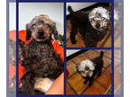 Poodle (Toy) DOG FOR ADOPTION RGADN-1345204 - Jojo - Poodle (Toy) (medium coat)