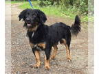 Spaniel Mix DOG FOR ADOPTION RGADN-1345208 - 240933 Kyle - Spaniel / Mixed