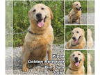 Golden Retriever DOG FOR ADOPTION RGADN-1345209 - Pippa from Korea - Golden
