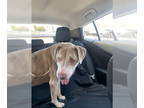 Weimaraner Mix DOG FOR ADOPTION RGADN-1345211 - SOTTO - Weimaraner / Mixed