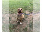 American Pit Bull Terrier Mix DOG FOR ADOPTION RGADN-1345236 - Rhianna FOSTER