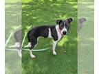 American Pit Bull Terrier Mix DOG FOR ADOPTION RGADN-1345244 - BELLA - Pit Bull