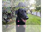 Labrador Retriever DOG FOR ADOPTION RGADN-1345252 - Pepper - Labrador Retriever