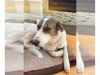 Anatolian Shepherd-Great Dane Mix DOG FOR ADOPTION RGADN-1345253 - Avery -