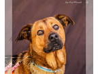 Mountain Cur Mix DOG FOR ADOPTION RGADN-1345256 - Ambar - Shepherd / Mountain
