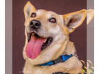 Carolina Dog Mix DOG FOR ADOPTION RGADN-1345259 - Pip - Shepherd / Carolina Dog