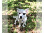Dachshund-Jack Russell Terrier Mix DOG FOR ADOPTION RGADN-1345276 - Joyelle -