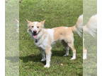 Labrenees DOG FOR ADOPTION RGADN-1345284 - Pizza - Great Pyrenees / Labrador