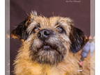 Border Terrier-Norfolk Terrier Mix DOG FOR ADOPTION RGADN-1345289 - Maggie -