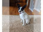 Border Collie Mix DOG FOR ADOPTION RGADN-1345291 - Lela - Border Collie / Mixed