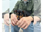 Miniature Pinscher DOG FOR ADOPTION RGADN-1345306 - Dexter - Miniature Pinscher