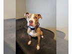 American Pit Bull Terrier Mix DOG FOR ADOPTION RGADN-1345312 - Roo - Pit Bull