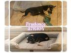 Plott Hound Mix DOG FOR ADOPTION RGADN-1345333 - PRUDENCE - Plott Hound / Mixed