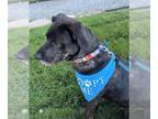 Akita-Mastiff Mix DOG FOR ADOPTION RGADN-1345347 - Elko - Mastiff / Akita /