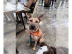 Thai Ridgeback Mix DOG FOR ADOPTION RGADN-1345348 - COURTESY POST: Lester - Thai