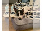 Rat Terrier DOG FOR ADOPTION RGADN-1345349 - COURTESY POST: Ace - Rat Terrier