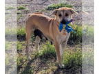 Shiba Inu Mix DOG FOR ADOPTION RGADN-1345363 - STELLA - Yellow Labrador