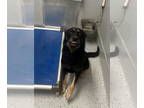 German Shepherd Dog DOG FOR ADOPTION RGADN-1345395 - Sandy 3069 - German