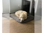 Golden Retriever DOG FOR ADOPTION RGADN-1345398 - Wybie 1291 - Golden Retriever