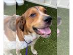 Treeing Walker Coonhound Mix DOG FOR ADOPTION RGADN-1345402 - GAGE - Treeing