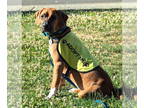 Boxer Mix DOG FOR ADOPTION RGADN-1345404 - Marley - Boxer / Mixed (short coat)