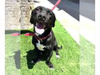 Basset Hound-Labrador Retriever Mix DOG FOR ADOPTION RGADN-1345410 - Petey