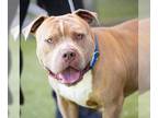 American Staffordshire Terrier Mix DOG FOR ADOPTION RGADN-1345414 - TOBY -