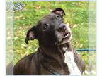 Labrador Retriever DOG FOR ADOPTION RGADN-1345423 - BETTY - Labrador Retriever