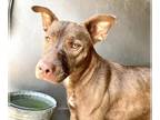 American Pit Bull Terrier Mix DOG FOR ADOPTION RGADN-1345428 - MARJORIE - Pit