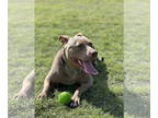 American Pit Bull Terrier DOG FOR ADOPTION RGADN-1345441 - Pumpkin - Pit Bull