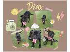 Rhodesian Ridgeback Mix DOG FOR ADOPTION RGADN-1345458 - DRAX - Rhodesian