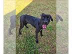 Labrador Retriever Mix DOG FOR ADOPTION RGADN-1345460 - SPOOKY - Labrador