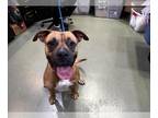 Boxer Mix DOG FOR ADOPTION RGADN-1345461 - CJ - Boxer / Mixed (medium coat) Dog
