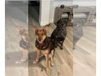 Shepweiller DOG FOR ADOPTION RGADN-1345466 - ZUKO & MOOSE - German Shepherd Dog