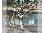 German Shepherd Dog-Huskies Mix DOG FOR ADOPTION RGADN-1345472 - Alexis - Husky