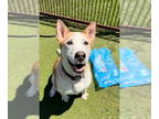 Siberian Husky Mix DOG FOR ADOPTION RGADN-1345481 - ASPEN - Siberian Husky /