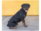 Rottweiler DOG FOR ADOPTION RGADN-1345490 - BEACH BUM - Rottweiler (short coat)